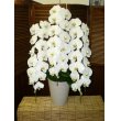 福岡県福岡市中央区むさしやの花　胡蝶蘭（白）