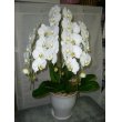 福岡県福岡市中央区むさしやの花　胡蝶蘭（白）