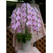 福岡県福岡市中央区むさしやの花　コチョーラン（ピンク）