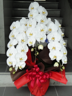 「むさしや」　（福岡県福岡市中央区）の花屋店舗写真4